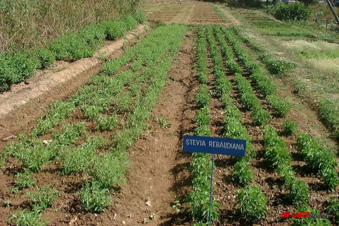 organic-vegetable-contract-farming-herbal-medicinal-plants-distributor-in-madhya-pradesh-chattisgarh-dwarkapati-agri-trade-pvt-ltd-big-3