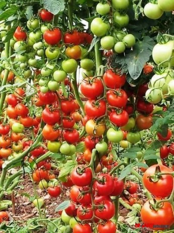 organic-vegetable-contract-farming-herbal-medicinal-plants-distributor-in-madhya-pradesh-chattisgarh-dwarkapati-agri-trade-pvt-ltd-big-5