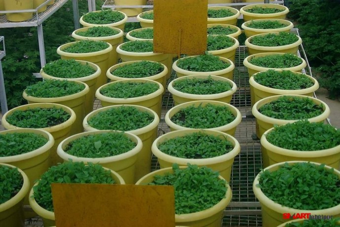 organic-vegetable-contract-farming-herbal-medicinal-plants-distributor-in-madhya-pradesh-chattisgarh-dwarkapati-agri-trade-pvt-ltd-big-2
