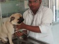 best-pet-care-center-in-jabalpur-best-dog-clinic-in-civil-line-jabalpur-pet-animal-doctor-in-jabalpur-small-0
